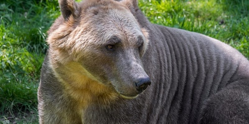 Polar bear - brown bear hybrid / polar bear-grizzly bear hybrid also called grolar bear / pizzly bear / nanulak, rare ursid hybrid. (Photo by: Philippe Clement/Arterra/Universal Images Group via Getty Images)